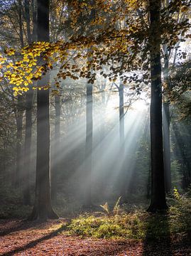 Herfst 2018 deel 5 van Bart Ceuppens