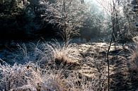 Nachtvorst - rijp in het bos van Marianne van der Zee thumbnail