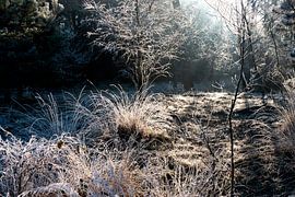 Night frost - ripe in the forest by Marianne van der Zee