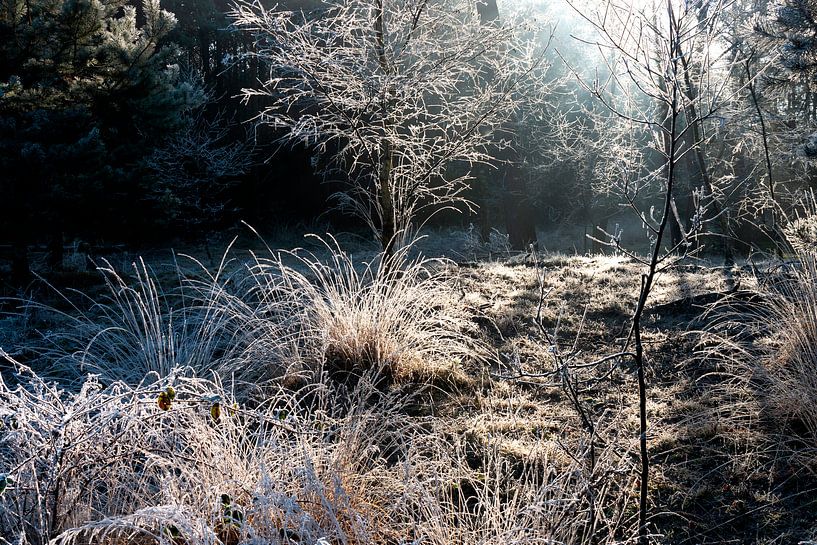 Nachtvorst - rijp in het bos van Marianne van der Zee