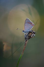 Butterfly by Judith Veenstra