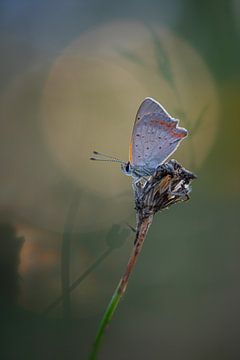 Papillon tacheté