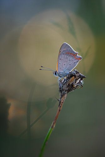 Papillon tacheté sur Judith Veenstra