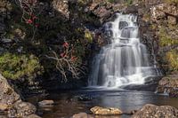 Waterval met rode bessen struikje