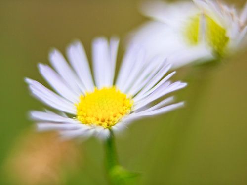 De bloem - Natuurfotografie