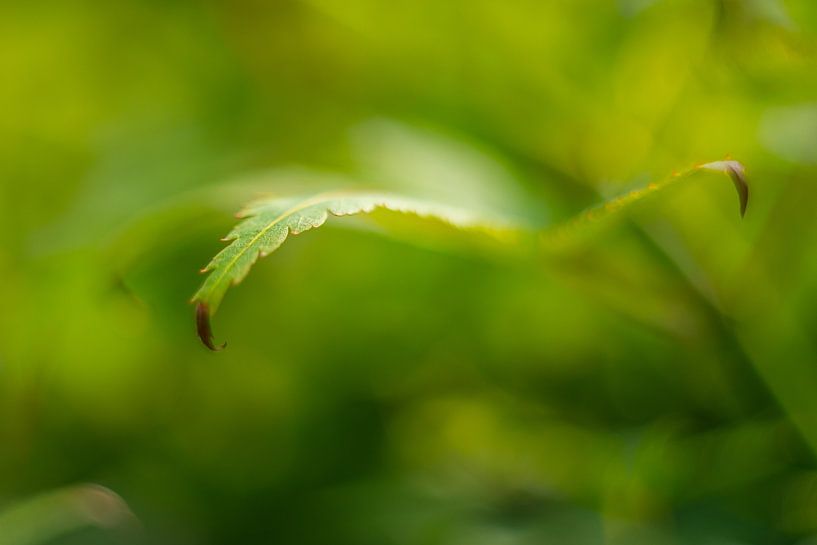 It''s all in nature's details - The greenest of greens by Alexander Tromp