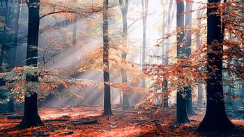 Sinfonia Della Foresta 2