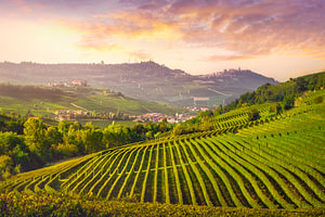 Landschaft der Langhe-Weinberge bei Barolo