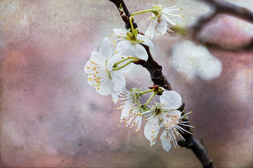 Bloesem verwerkt met digitale kunst.