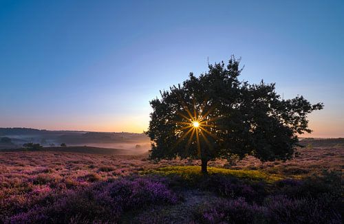 Early morning on the blooming moors