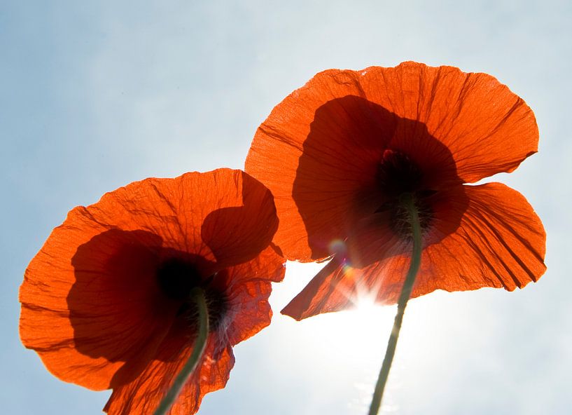 2klaprozen by George Burggraaff