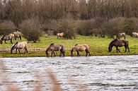 Konikpaarden in Flevoland van Brian Morgan thumbnail