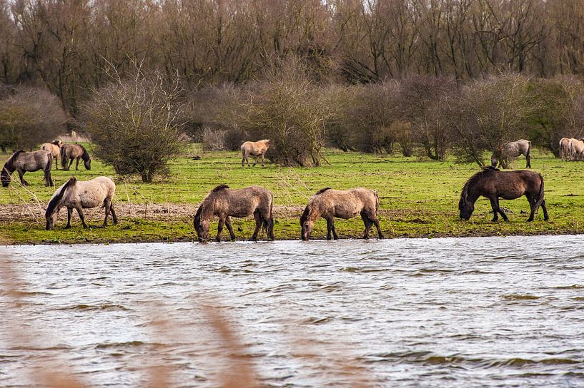 Konikpaarden in Flevoland by Brian Morgan
