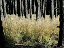 Der goldene Unterwuchs: Eine Studie über Licht und Vertikalität von Artistic