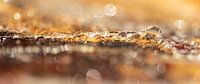 Boomhars met tegenlicht en bokeh