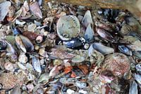 Afrikanische Muscheln