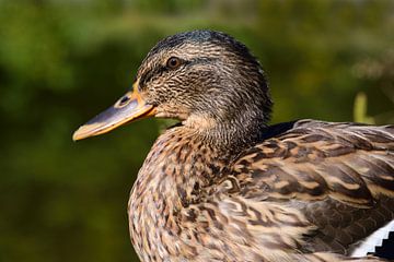 Portrait de canard sur Ulrike Leone