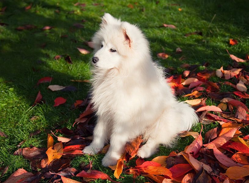 Samoyed by Bo Valentino