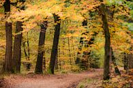 Sentier à travers une forêt de hêtres aux feuilles dorées et jaunes en automne par Sjoerd van der Wal Photographie Aperçu