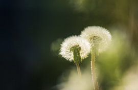 Löwenzahn von Kim van der Plas