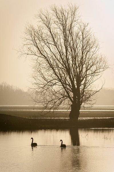 Zwarte  zwanen by Bart Hardorff