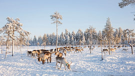 A herd of reindeer in White Lapland