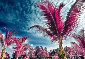 Infrarotaufnahme in pinker Farbe  von Palmen am tropischen Strand von MPfoto71