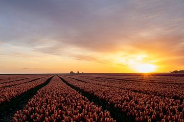 Tulpen veld tijdens zonsopkomst. van Charlotte Gohl
