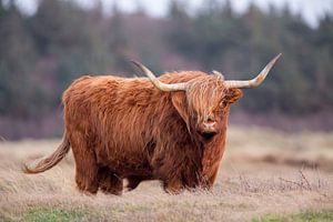 Highlander écossais