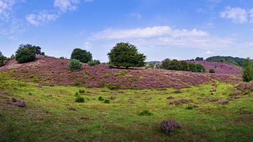 Posbank | Veluwezoom | Tree in the purple heather by Ricardo Bouman Photography