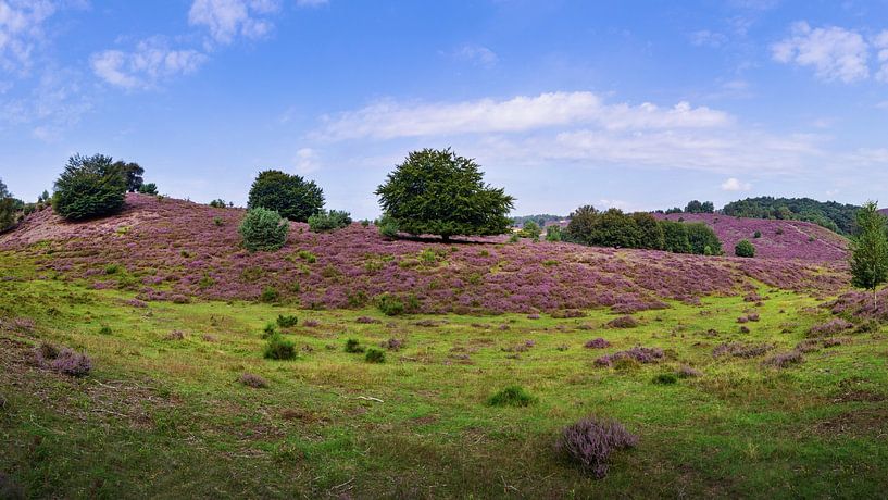 Posbank | Veluwezoom | Baum im lila Heidekraut von Ricardo Bouman Fotografie