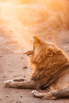 Gapende leeuw tijdens zonsondergang in Zuid-Afrika van Nikkie den Dekker | travel & lifestyle photography