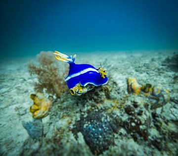 Nudibranchia @ Mabul, Maleisie by Travel Tips and Stories