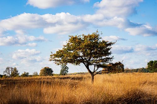 landscape in The Plateau - Hageven