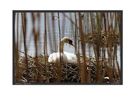 Cygne tuberculé - DIN A2 sur Matthias Brix