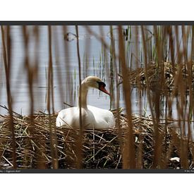 Cygne tuberculé - DIN A2 sur Matthias Brix