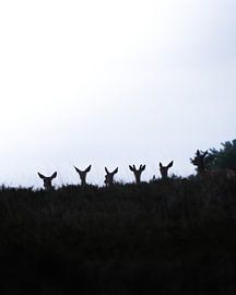 Red deer on the Veluwe by Tom Zwerver