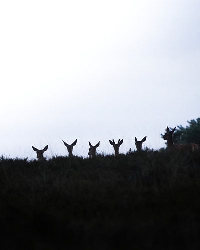 Edelherten op de Veluwe