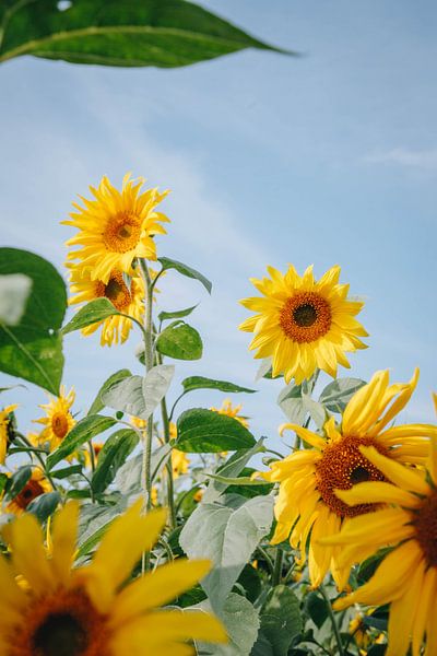 Zomerse zonnebloemen in de nazomerzon in Almere, Nederland van Evelien Lodewijks