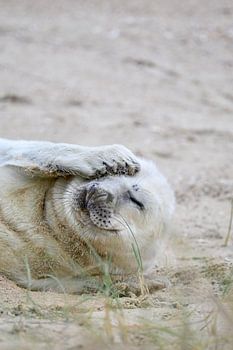 Robbenjunges auf Vlieland
