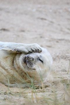 Robbenjunges auf Vlieland von Meike Padding