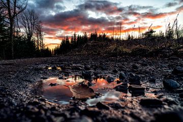 Puddle of beauty von Joris Machholz