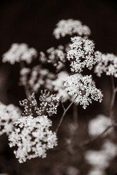 Bloemen in retrostijl van Yanuschka Fotografie | Noordwijk