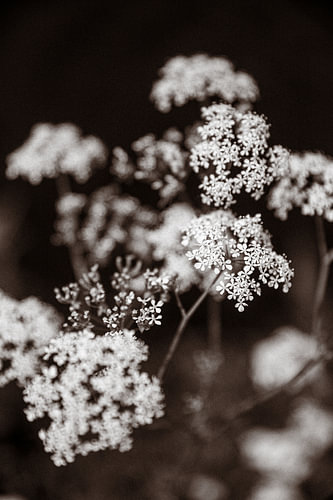 Bloemen in retrostijl