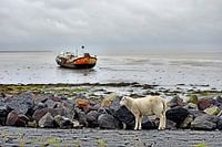 Schaap aan het Wad
