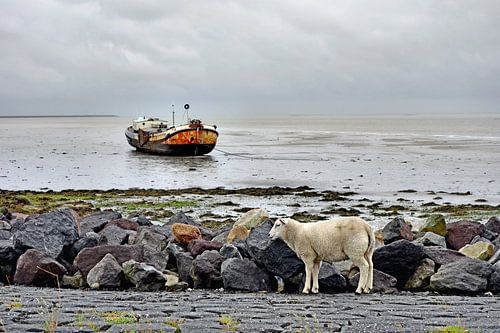 Schafe im Wattenmeer