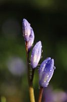 Scilla siberica - Blausternchen noch geschlossen 1