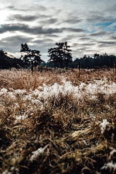 Gloire du matin sur MDGshots