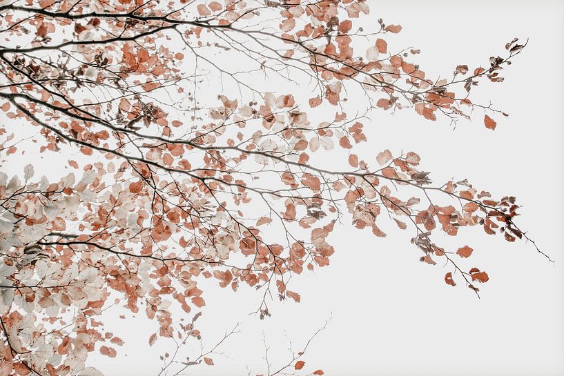 Under the Tree Fagus by Monika Strigel