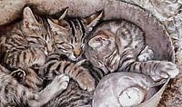 Snoring Purrs of Kitten Brothers by Dorothy Berry-Lound thumbnail